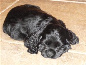 Onyx's new homw at seven weeks old 